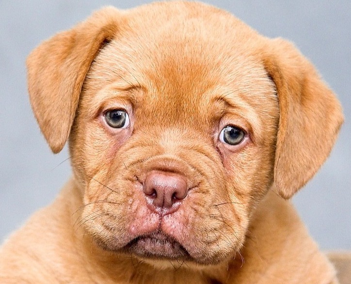 Adorable puppy looking at camera